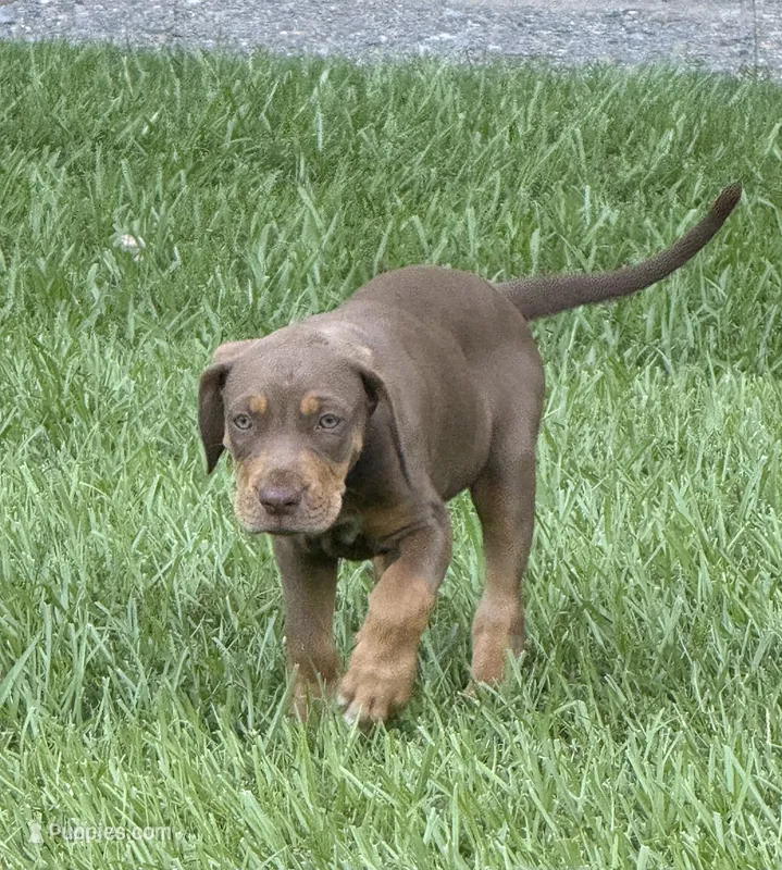 Red Female – Catahoula Leopard Dog puppy for sale in Keithville, LA