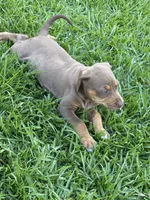 Tan Ghost , a female Catahoula Leopard Dog for sale in Keithville, LA – 2 of 7