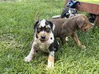 Blue Male, a male Catahoula Leopard Dog for sale in Keithville, LA – 4 of 4