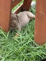 Tan Ghost , a female Catahoula Leopard Dog for sale in Keithville, LA – 5 of 7