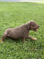 Red Female, a female Catahoula Leopard Dog for sale in Keithville, LA – 2 of 8
