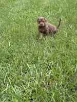 Red Female, a female Catahoula Leopard Dog for sale in Keithville, LA – 8 of 8