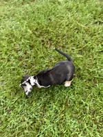 Blue Male, a male Catahoula Leopard Dog for sale in Keithville, LA – 5 of 6