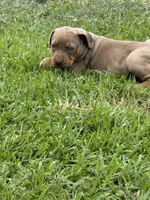 Red Female, a female Catahoula Leopard Dog for sale in Keithville, LA – 3 of 8