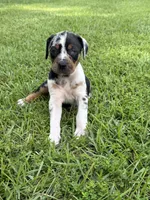 Blue Female, a female Catahoula Leopard Dog for sale in Keithville, LA – 4 of 6