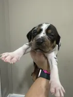 Blue Female, a female Catahoula Leopard Dog for sale in Keithville, LA – 2 of 6