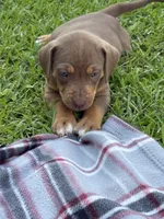 Red Female, a female Catahoula Leopard Dog for sale in Keithville, LA – 4 of 8