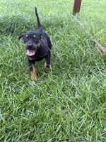 Black Gir, a female Catahoula Leopard Dog for sale in Keithville, LA – 3 of 6