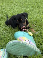Black Gir, a female Catahoula Leopard Dog for sale in Keithville, LA – 5 of 6