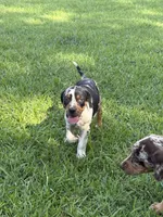 Blue Female, a female Catahoula Leopard Dog for sale in Keithville, LA – 6 of 6