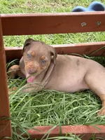 Tan Ghost , a female Catahoula Leopard Dog for sale in Keithville, LA – 7 of 7