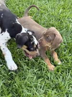 Red Female, a female Catahoula Leopard Dog for sale in Keithville, LA – 7 of 8