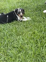 Blue Female, a female Catahoula Leopard Dog for sale in Keithville, LA – 3 of 6