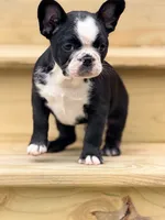 Tater, a male French Bulldog for sale in Saint Clair, MO – 5 of 6