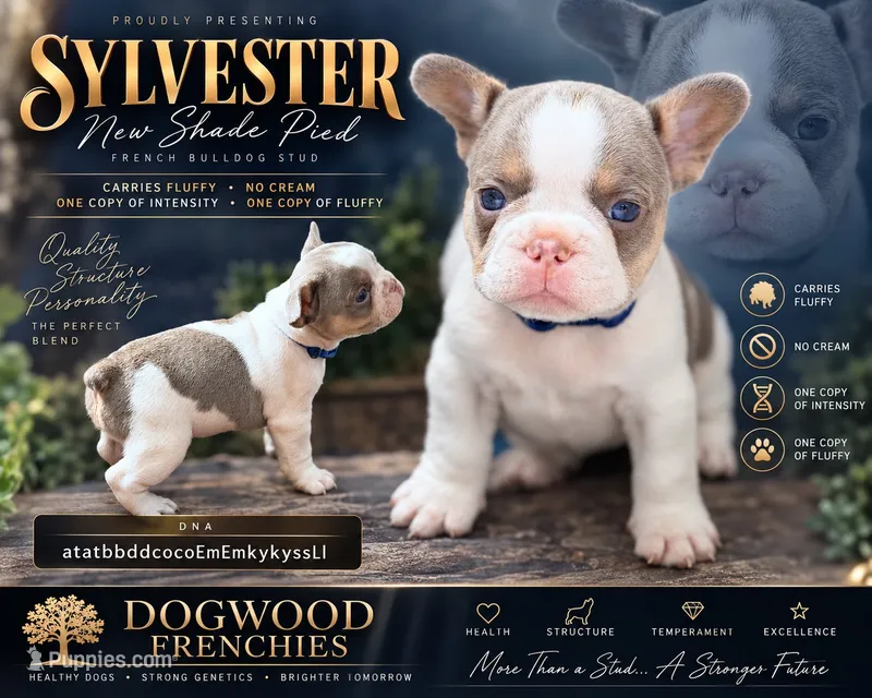 Sylvester  – French Bulldog puppy for sale in Saint Clair, MO