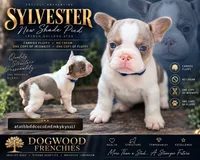Sylvester , a male French Bulldog for sale in Saint Clair, MO – 1 of 6