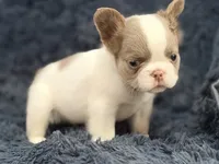 Stallone, a male French Bulldog for sale in Saint Clair, MO – 3 of 6
