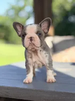 Basil, a female French Bulldog for sale in Saint Clair, MO – 5 of 7