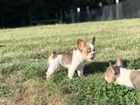 Sebrina, a female French Bulldog for sale in Saint Clair, MO – 5 of 6