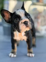 Pepper, a female French Bulldog for sale in Saint Clair, MO – 2 of 4