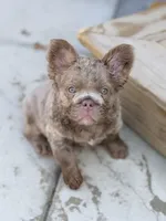 Shadow, a male French Bulldog for sale in Saint Clair, MO – 4 of 7