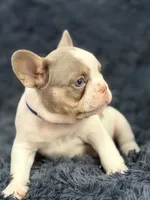 Sylvester , a male French Bulldog for sale in Saint Clair, MO – 5 of 6