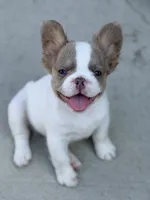 Stallone, a male French Bulldog for sale in Saint Clair, MO – 2 of 10