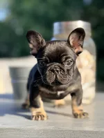 Meridius, a male French Bulldog for sale in Saint Clair, MO – 3 of 4