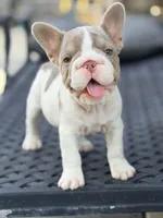Sparkle, a female French Bulldog for sale in Saint Clair, MO – 6 of 9