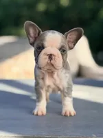 Basil, a female French Bulldog for sale in Saint Clair, MO – 4 of 7