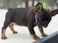 Nuget, a male French Bulldog for sale in Saint Clair, MO – 4 of 6