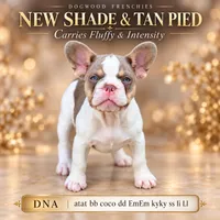 Sylvester , a male French Bulldog for sale in Saint Clair, MO – 1 of 7