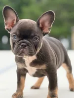 Nuget, a male French Bulldog for sale in Saint Clair, MO – 5 of 6