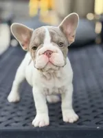 Sparkle, a female French Bulldog for sale in Saint Clair, MO – 2 of 9