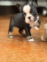 Pepper, a female French Bulldog for sale in Saint Clair, MO – 4 of 4