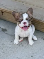 Sebrina, a female French Bulldog for sale in Saint Clair, MO – 4 of 6