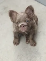 Shadow, a male French Bulldog for sale in Saint Clair, MO – 6 of 7