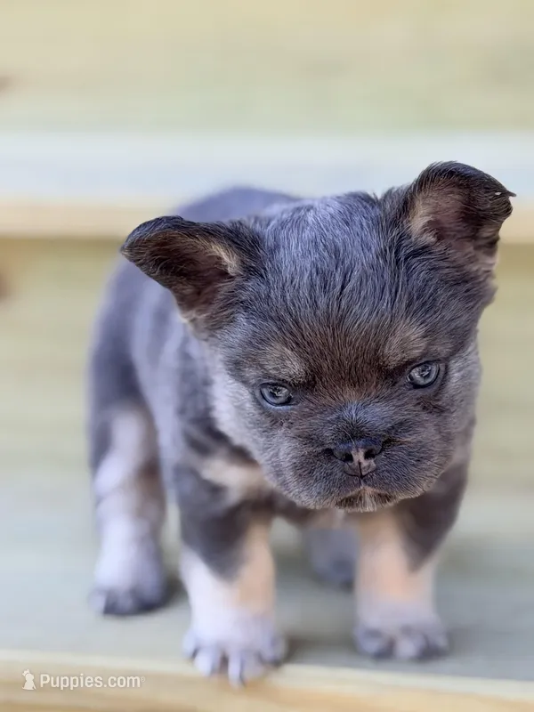 Uno – French Bulldog puppy for sale in Saint Clair, MO