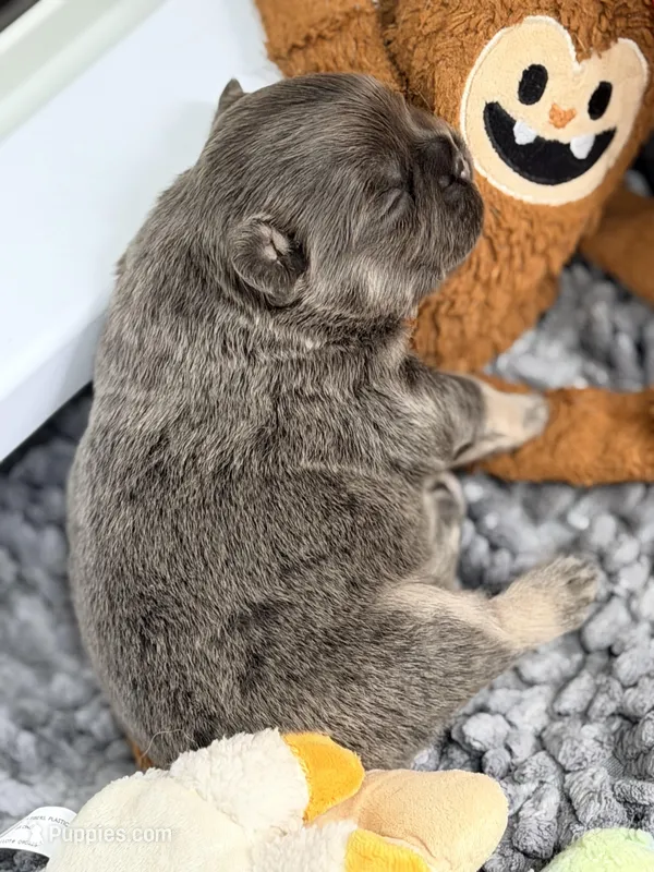 Uno – French Bulldog puppy for sale in Saint Clair, MO