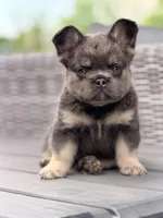 Uno, a male French Bulldog for sale in Saint Clair, MO – 8 of 9