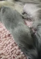 Uno, a male French Bulldog for sale in Saint Clair, MO – Photo 2 of 6