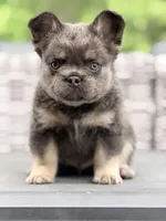 Uno, a male French Bulldog for sale in Saint Clair, MO – 9 of 9