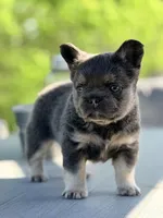 Uno, a male French Bulldog for sale in Saint Clair, MO – Photo 2 of 7
