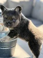 Uno, a male French Bulldog for sale in Saint Clair, MO – Photo 3 of 7
