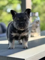 Uno, a male French Bulldog for sale in Saint Clair, MO – Photo 4 of 7