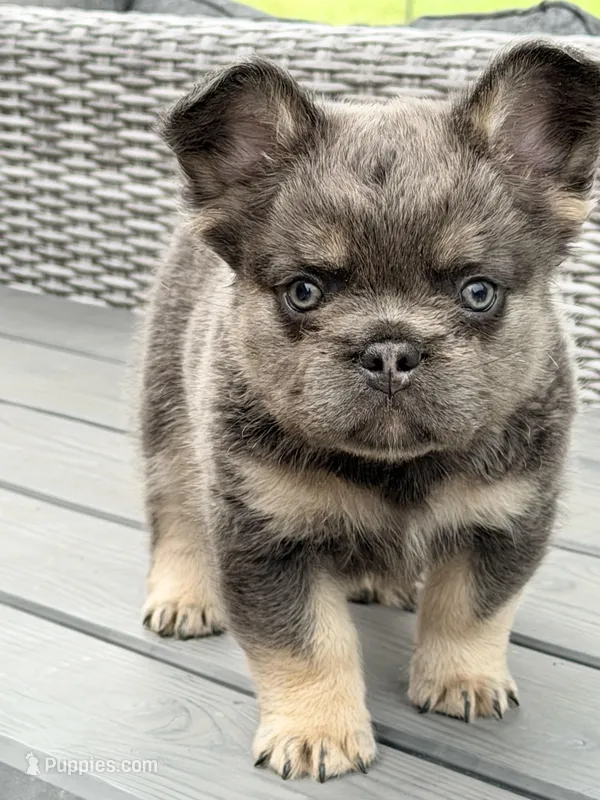 Uno – French Bulldog puppy for sale in Saint Clair, MO
