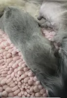 Uno, a male French Bulldog for sale in Saint Clair, MO – Photo 6 of 6