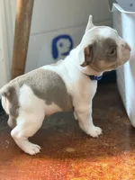 Sylvester , a male French Bulldog for sale in Saint Clair, MO – 3 of 6