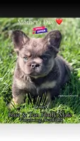 Uno, a male French Bulldog for sale in Saint Clair, MO – 6 of 9