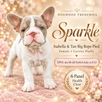 Sparkle, a female French Bulldog for sale in Saint Clair, MO – 1 of 9